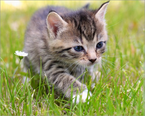 20g Asvet Spezial, 12 Kräuter bis 40 Katzen z EINMALGABE, keine chem. Wurmkur